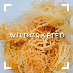 Sea Moss | Makes 20oz of Gel | WILDCRAFTED | Raw + Non GMO | Sundried | MINERAL RICH | Golden - Image 2