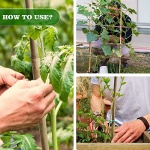 Jollybower 25pcs 1/2" D Thicker Heavy Duty Bamboo Stakes, 5FT Plant Stakes, Natural Garden Stakes for Tomato, Bean, Flowers,Trees Potted and Climbing Plant Support - Image 4