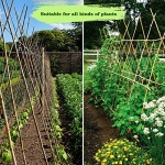 Jollybower 25pcs 1/2" D Thicker Heavy Duty Bamboo Stakes, 5FT Plant Stakes, Natural Garden Stakes for Tomato, Bean, Flowers,Trees Potted and Climbing Plant Support - Image 3